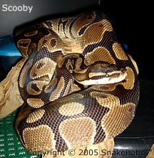 ball royal python