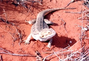 bearded dragon