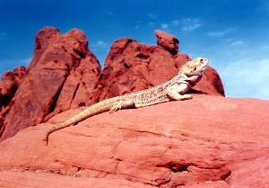 bearded dragon