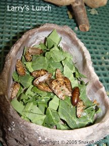 bearded dragon food bowl