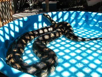 burmese python getting fresh air and a bath