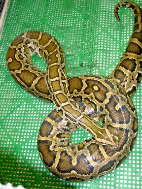 burmese python