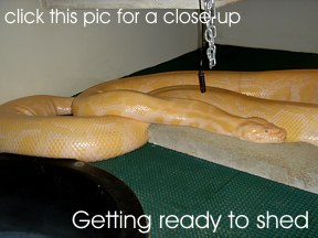 burmese python getting ready to shed