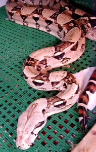 boa constrictor snake and python are same