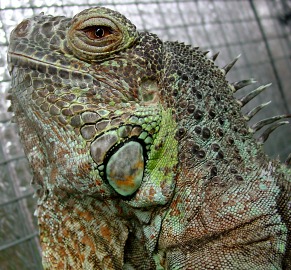 green iguana close up