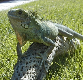 green iguana sunning