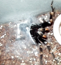 mexican red knee tarantula