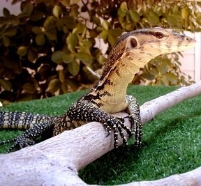 asian water monitor lizard pet